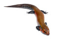 Lepidothyris fernandi fernandi Cameroon adult